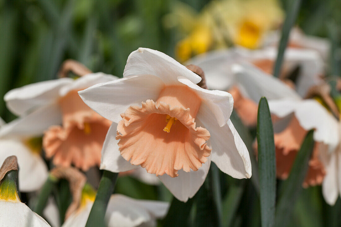 Narcissus Faith