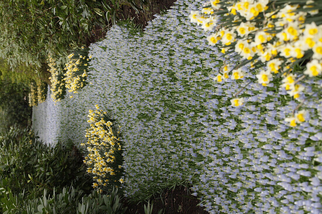 Narcissus Golden Echo