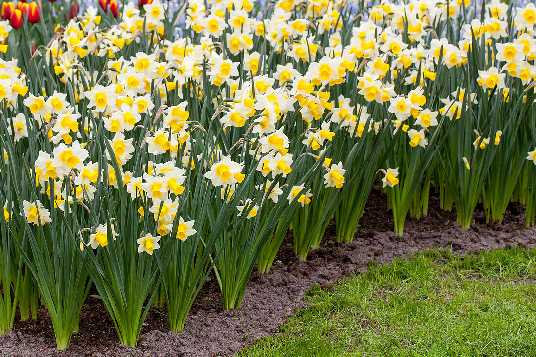 Narcissus jonquilla 'Golden Echo'