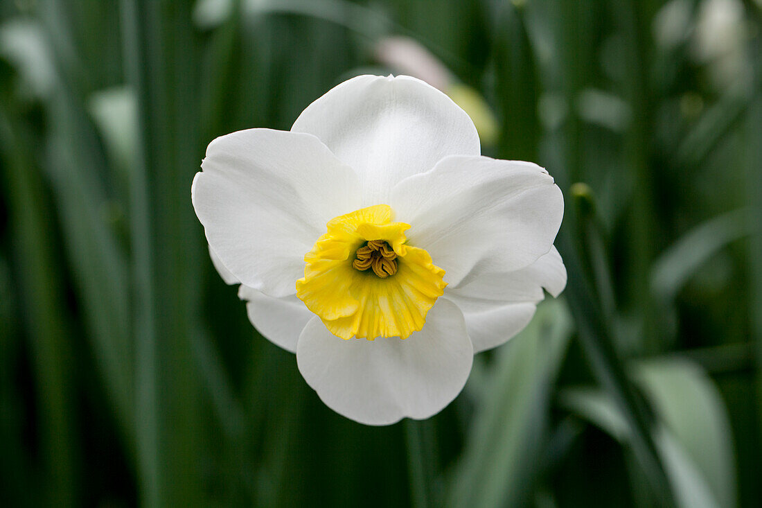 Narcissus 'Jamestown'