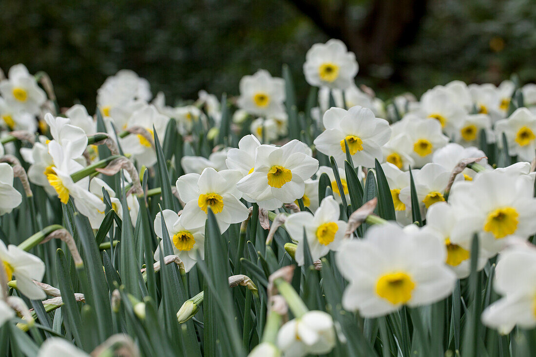 Narcissus 'Jamestown'