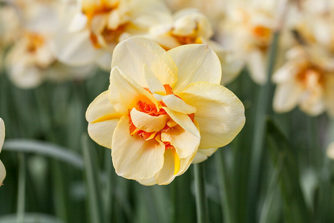 Narcissus 'Jersey Torch'