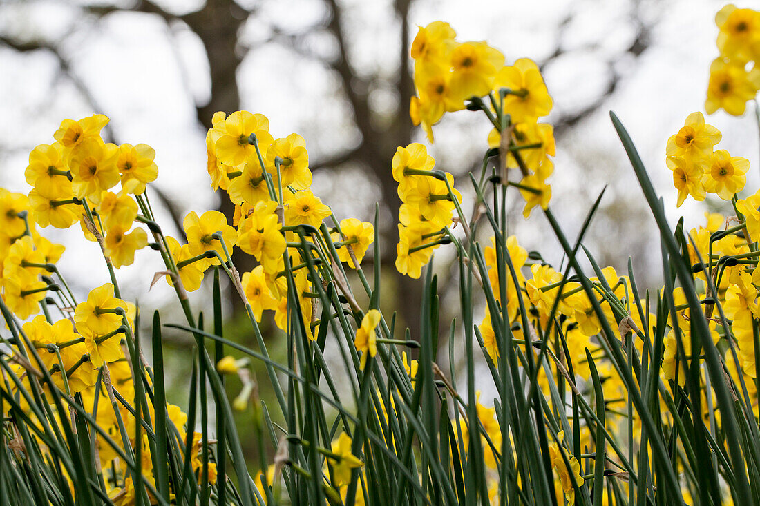 Narcissus jonquilla 'Kokopelli'