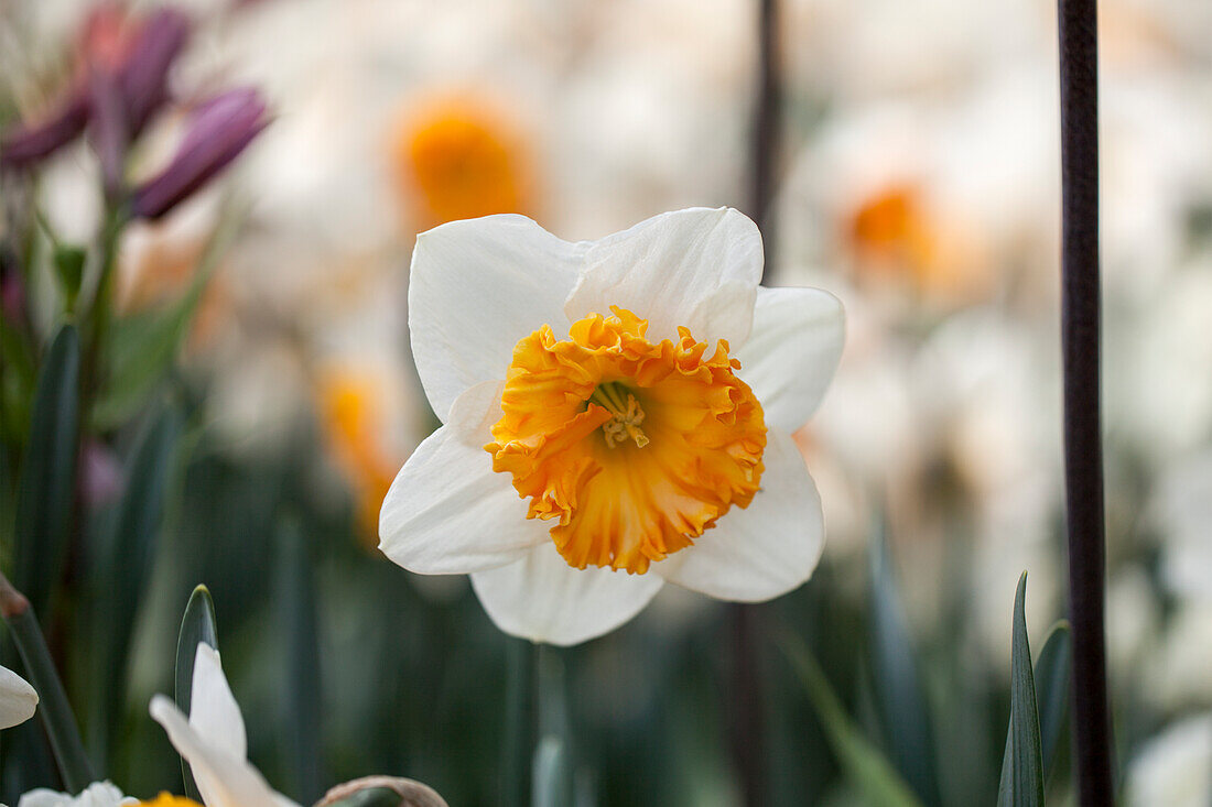 Narcissus 'Barrett Browning'