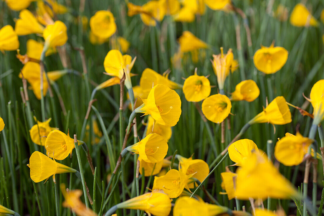 Narcissus bulbocodium var. conspicuus 'Oxford Gold'