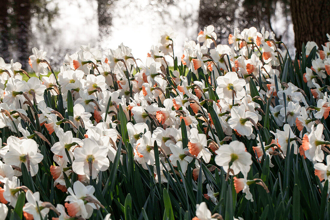 Narcissus Pink Charm