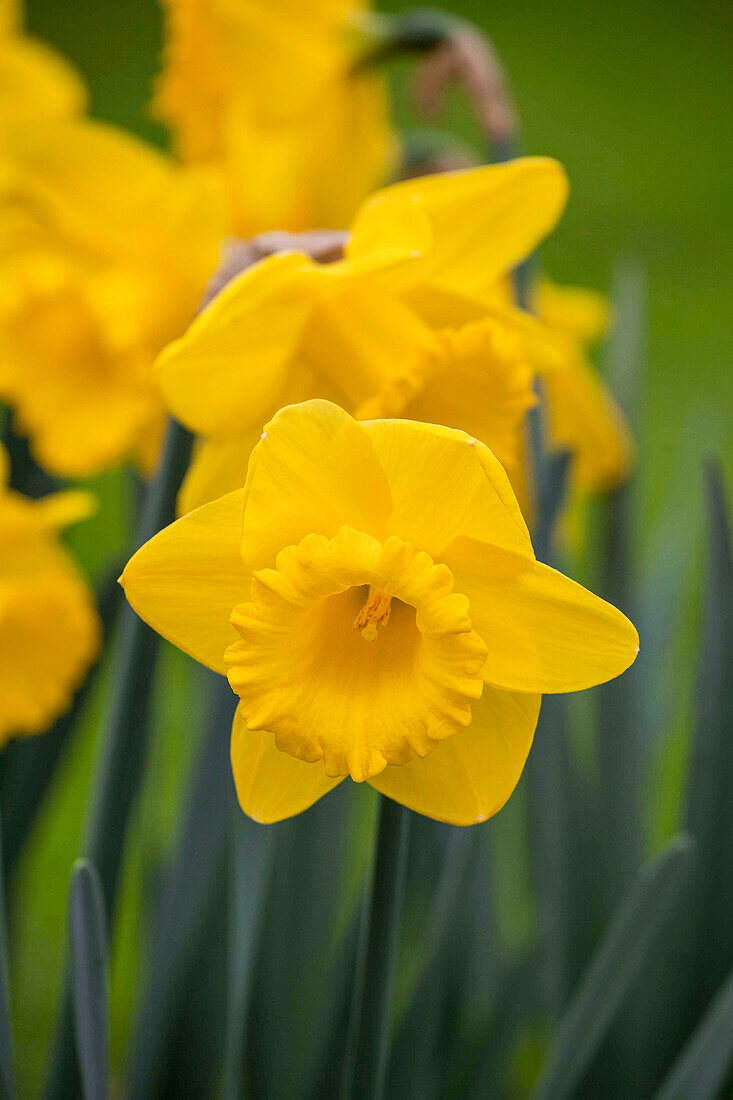 Narcissus Queen Beatrix