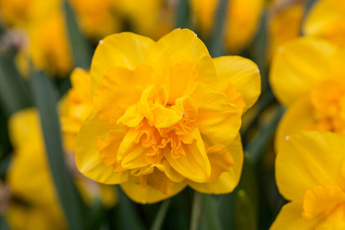 Narcissus 'Raffles'