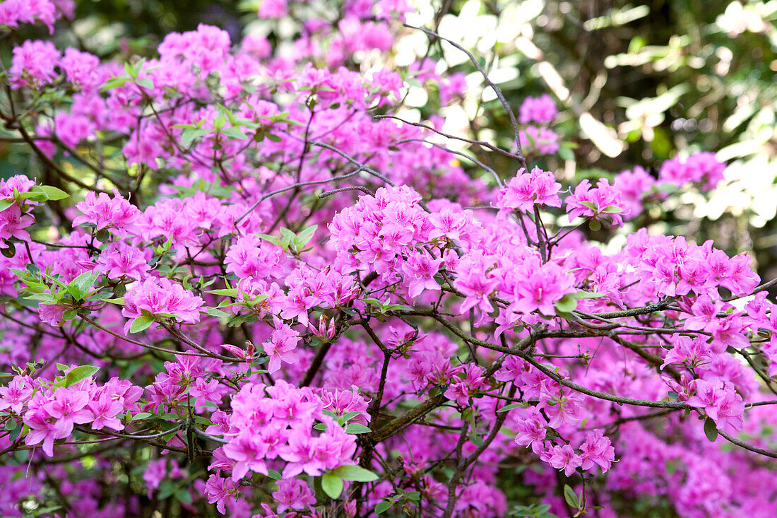 Rhododendron 'Praecox