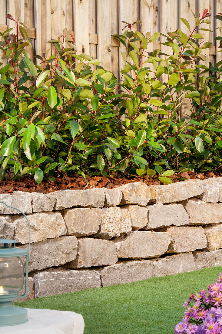 Photinia fraseri 'Red Robin'