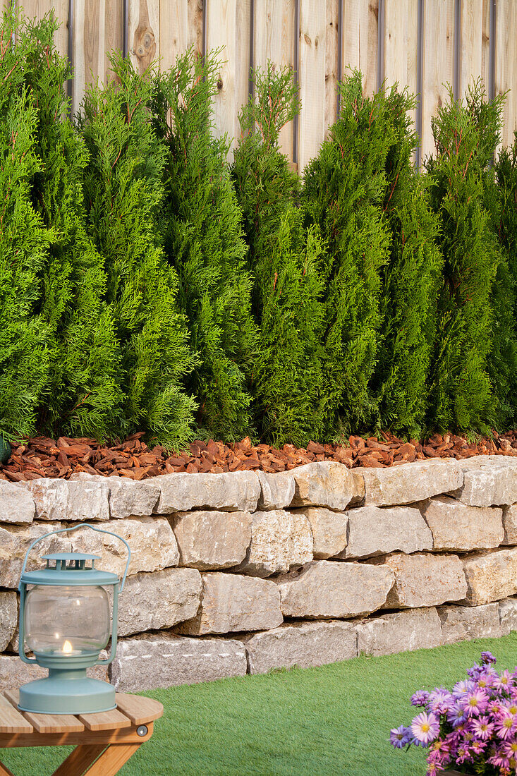 Thuja occidentalis 'Emerald'