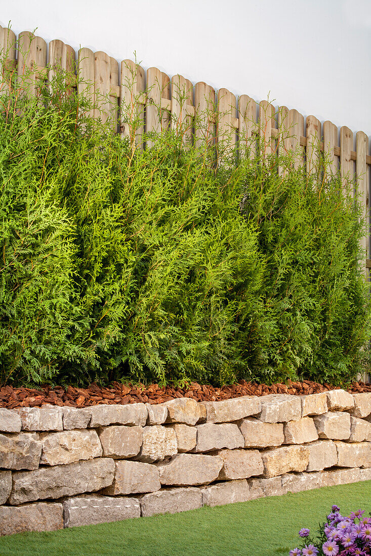 Thuja occidentalis Brabant