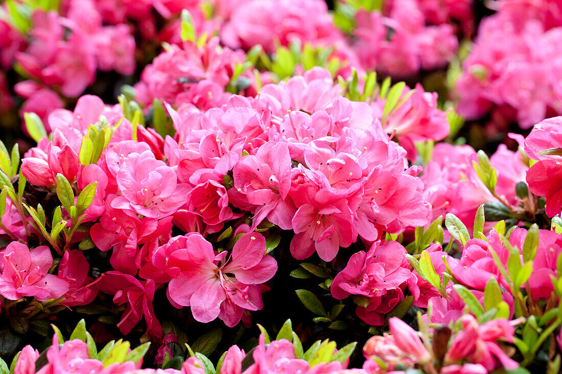 Rhododendron obtusum 'Canzonetta' ®