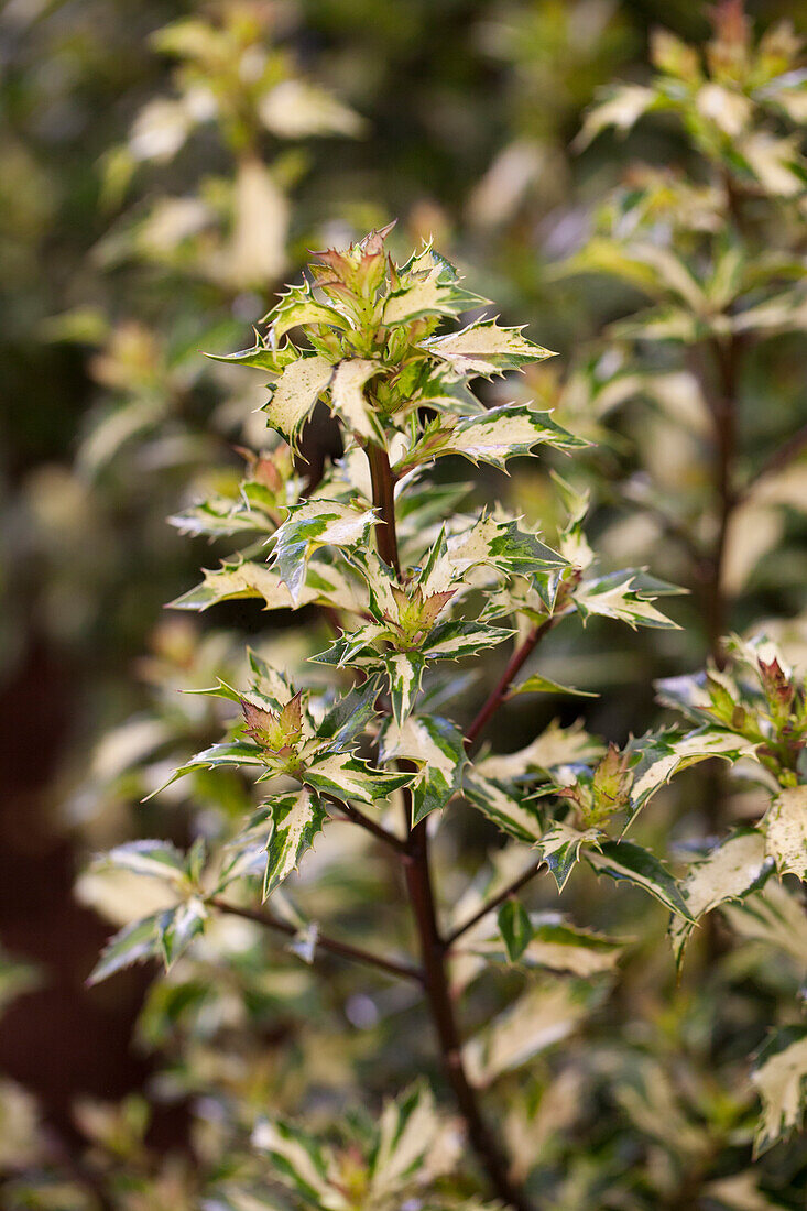 Ilex aquifolium 'White Cream'