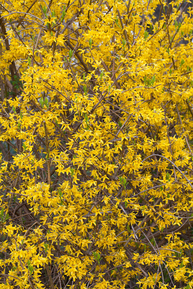 Forsythia x intermedia 'Lynwood'