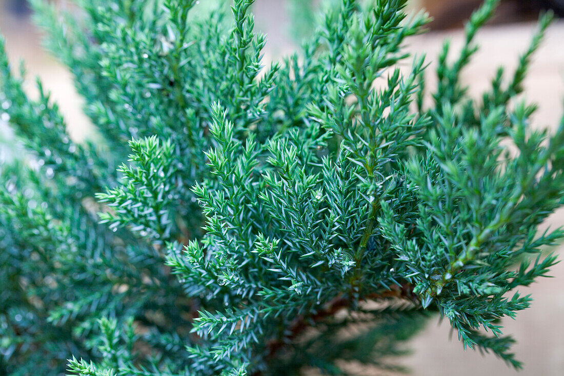 Juniperus sabina 'Tam No Blight'