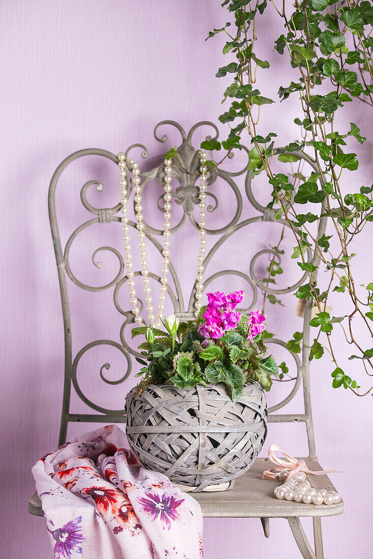 Cyclamen 'Midi Wella', Rosa