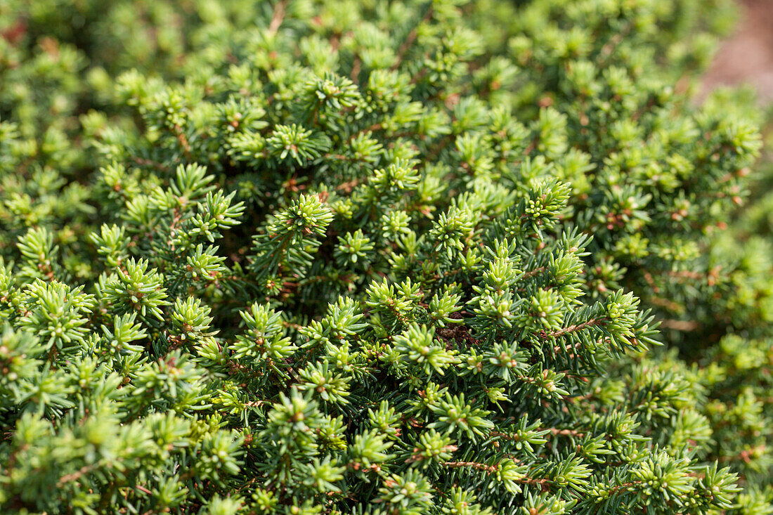 Picea abies 'Little Gem'