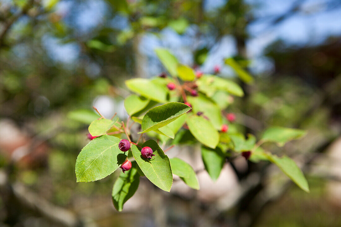 Amelanchier lamarckii