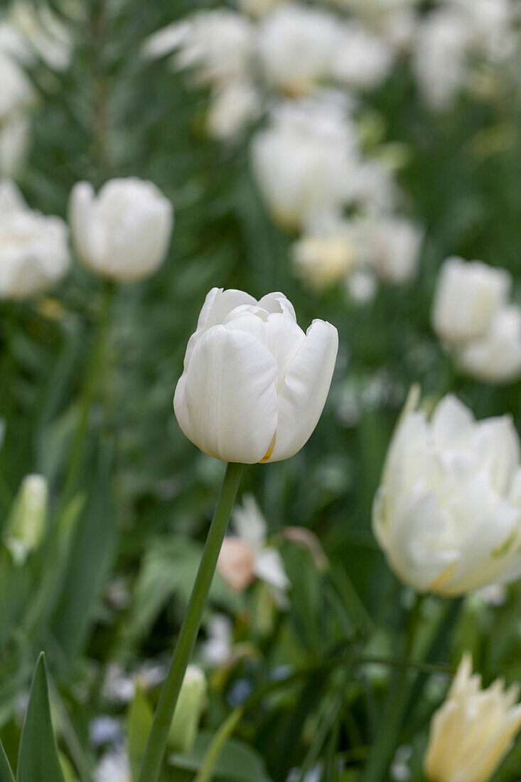 Tulipa multiflora 'Weiße Berliner'