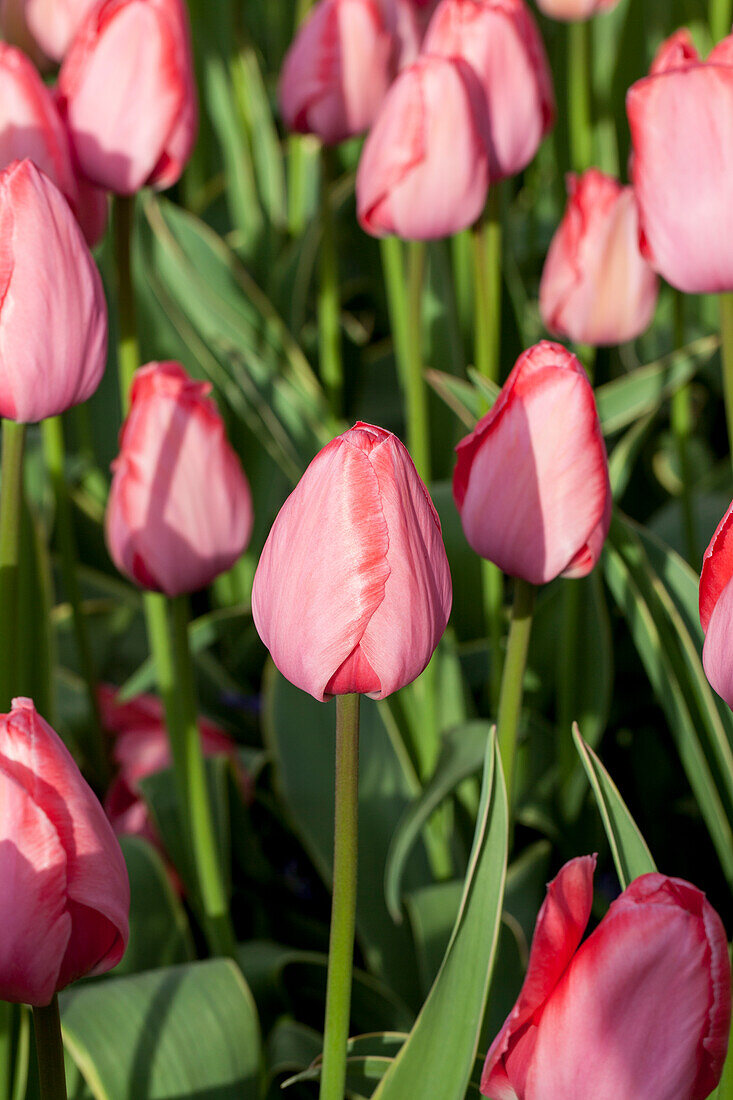 Tulipa Design Impression