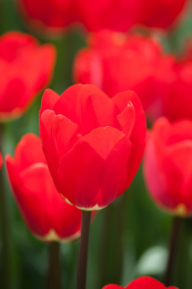 Tulipa 'Fostery King'