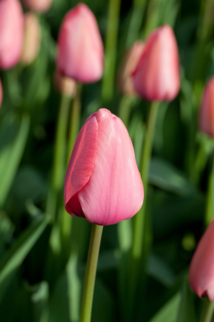 Tulipa 'Pink Impression'®