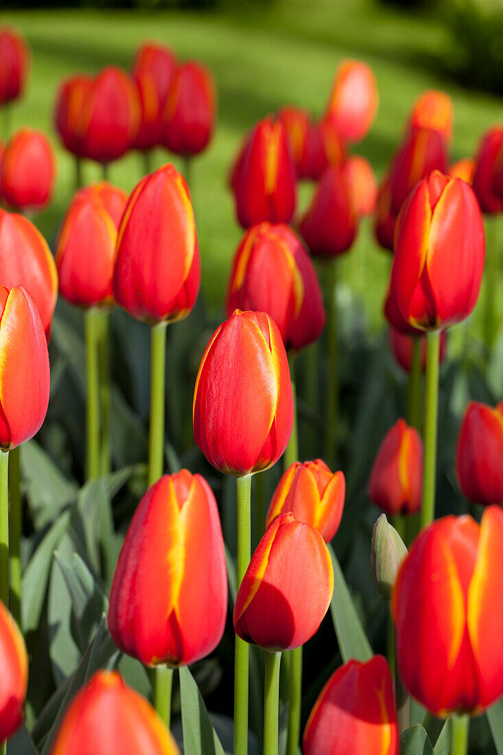 Tulipa 'World´s Favourite'