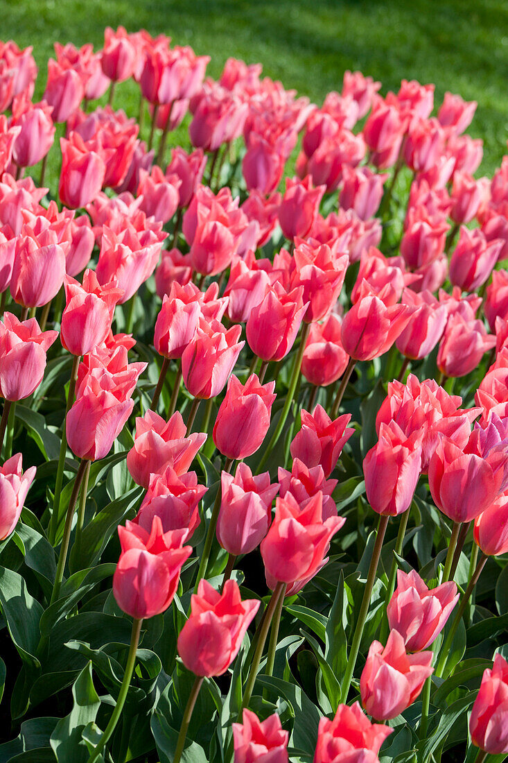 Tulipa fosteriana 'Albert Heyn'