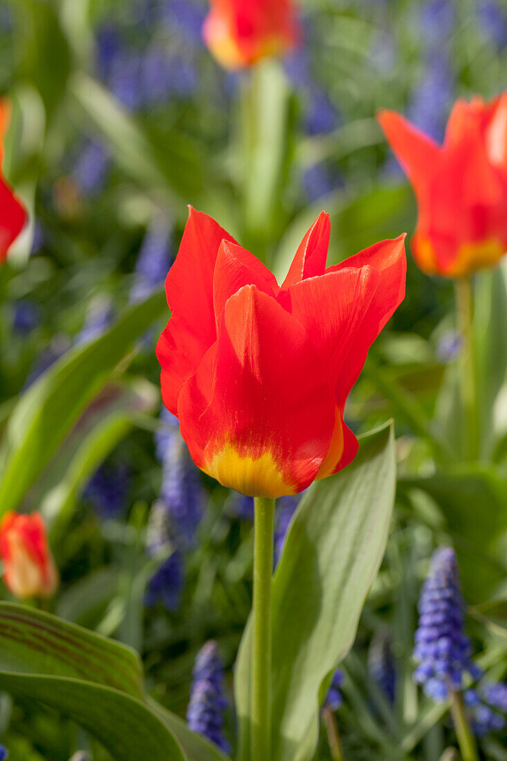 Tulipa fosteriana 'Amu Daria'