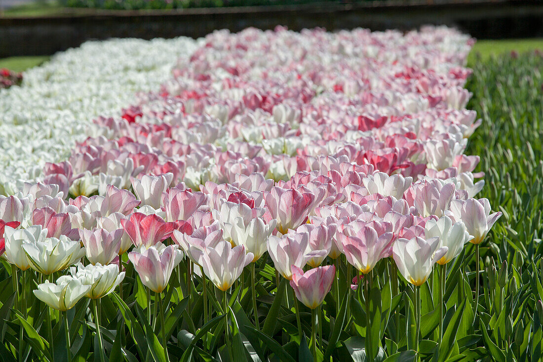 Tulipa fosteriana Flaming Purissima