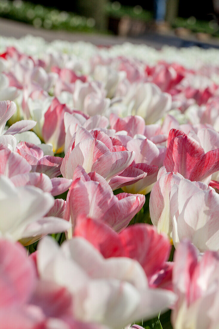 Tulipa fosteriana 'Flaming Purissima'