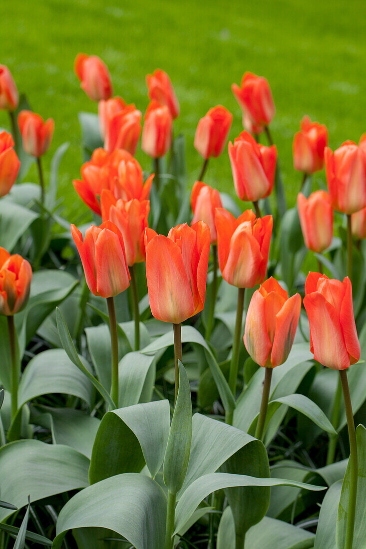 Tulipa fosteriana Orange Emperor