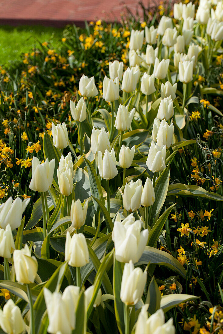 Tulipa fosteriana Purissima