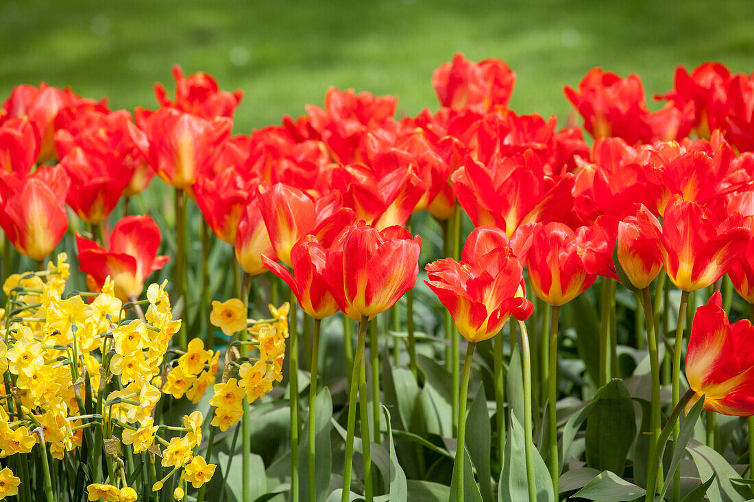 Tulipa fosteriana 'Red Alert'