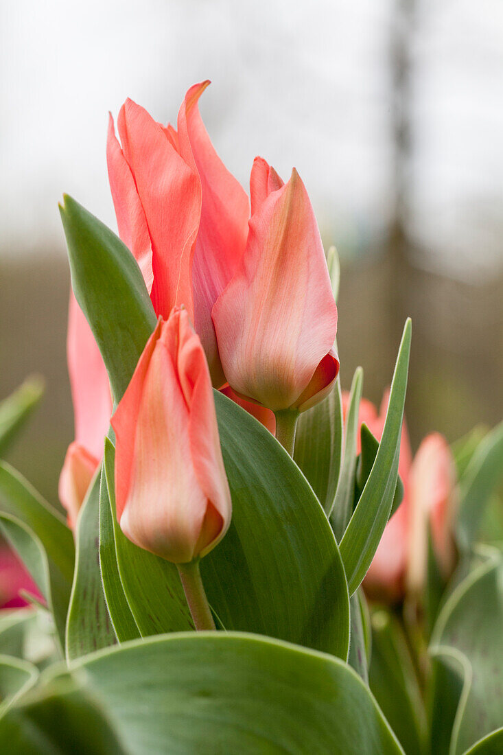 Tulipa greigii 'Toronto'