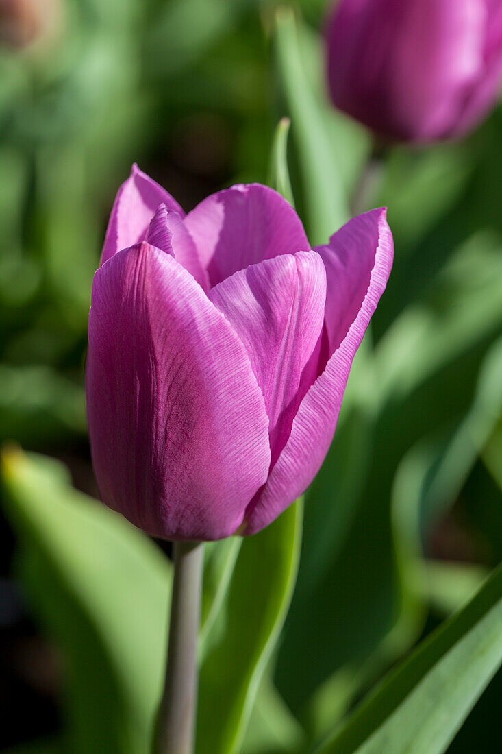 Tulipa 'Blue Beauty