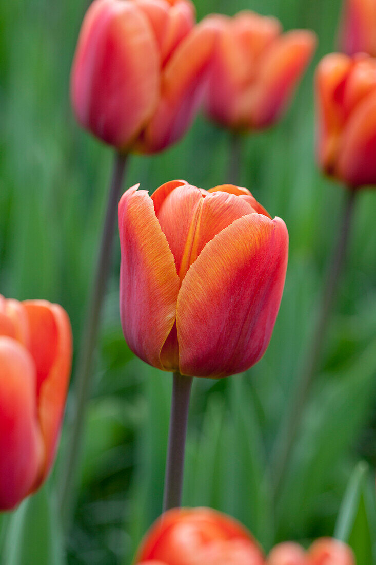 Tulipa 'Brown Sugar