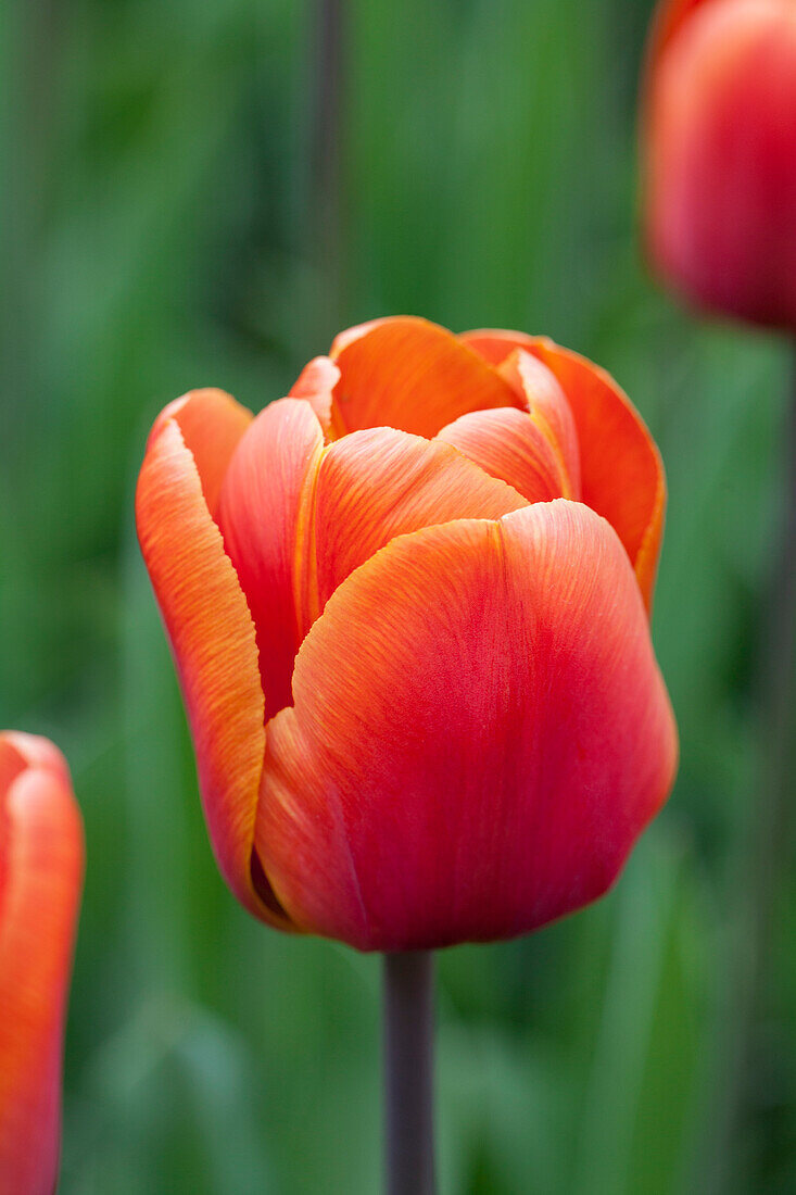 Tulipa 'Brown Sugar