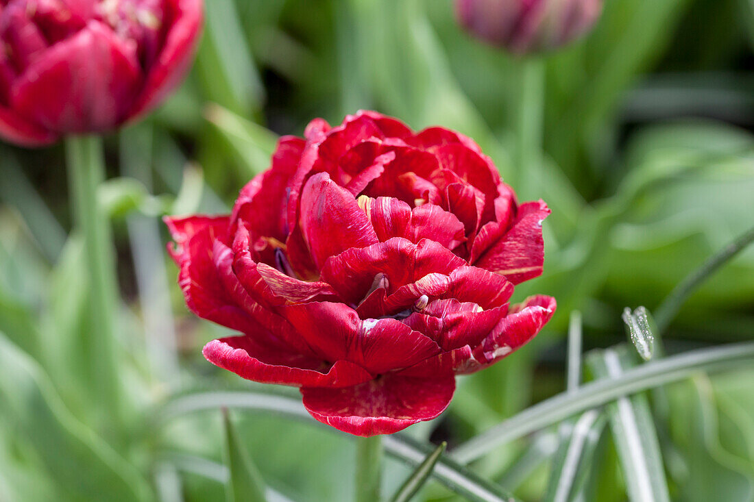 Tulipa 'Dracula'