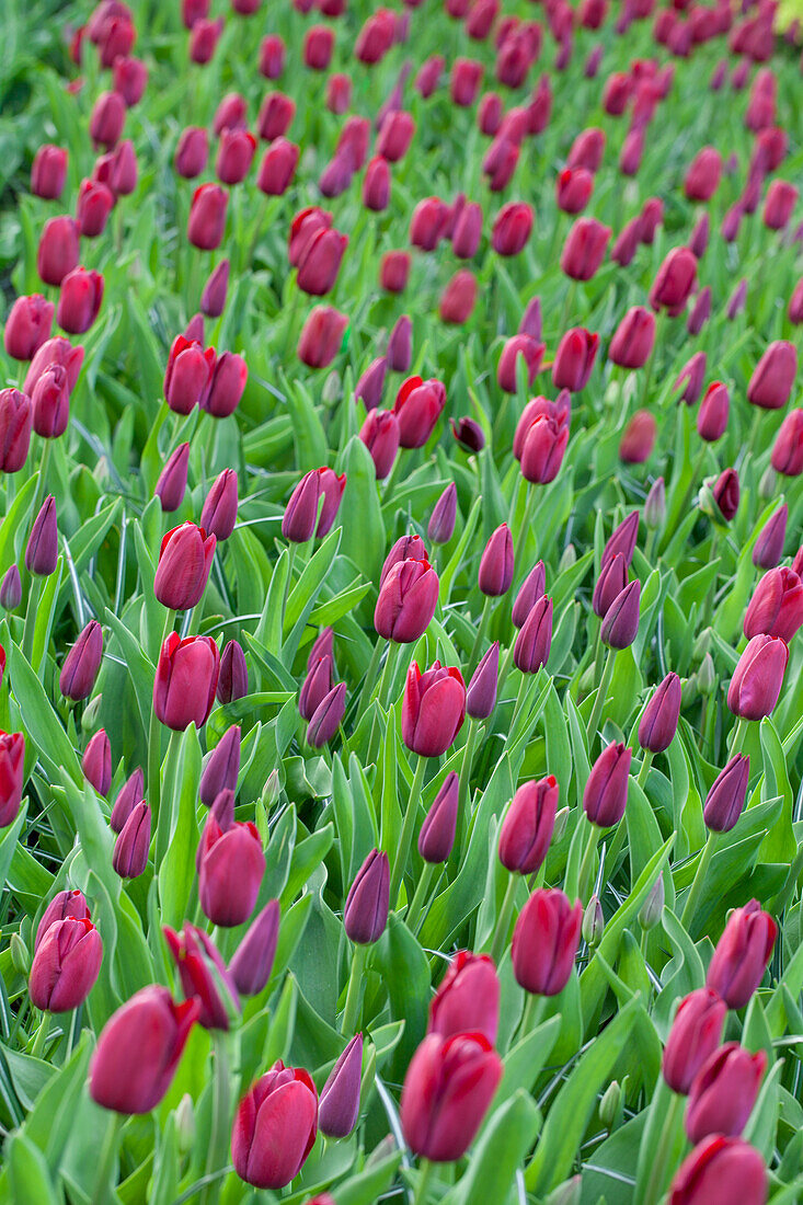 Tulipa Triumph 'National Velvet'