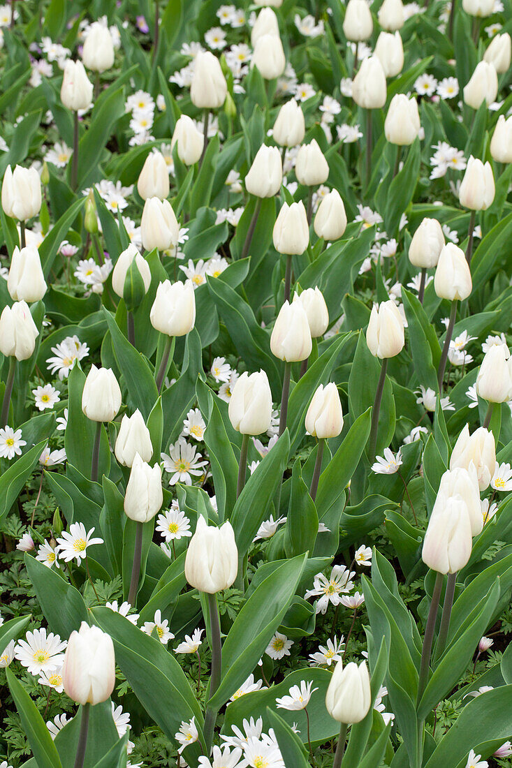 Tulipa Triumph 'White Marvel'