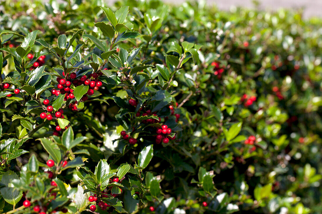 Ilex aquifolium 'Alaska'