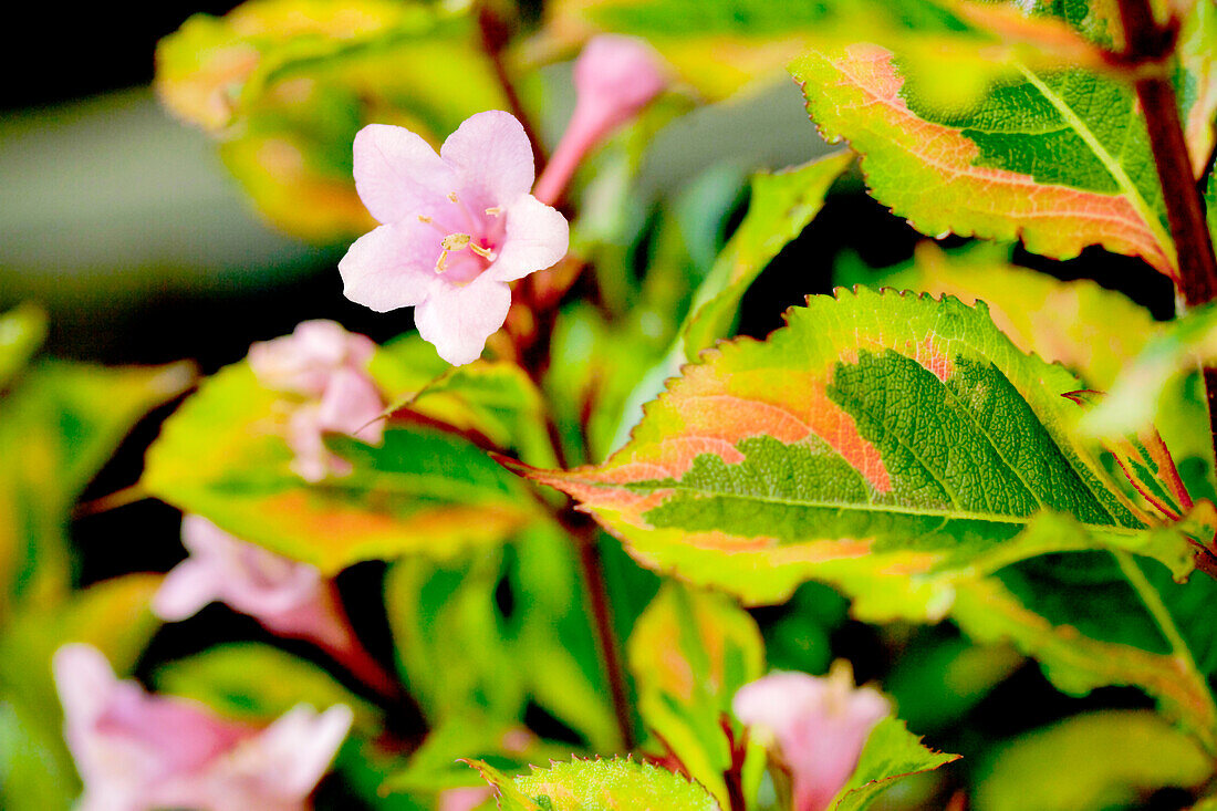 Weigela florida 'Magical Rainbow'®