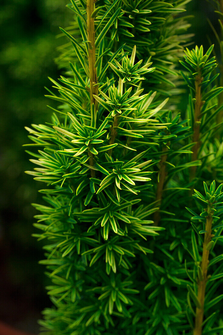 Taxus baccata 'David'