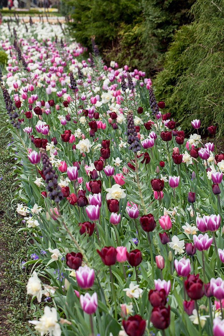 Ambiente Narcissus Tulipa