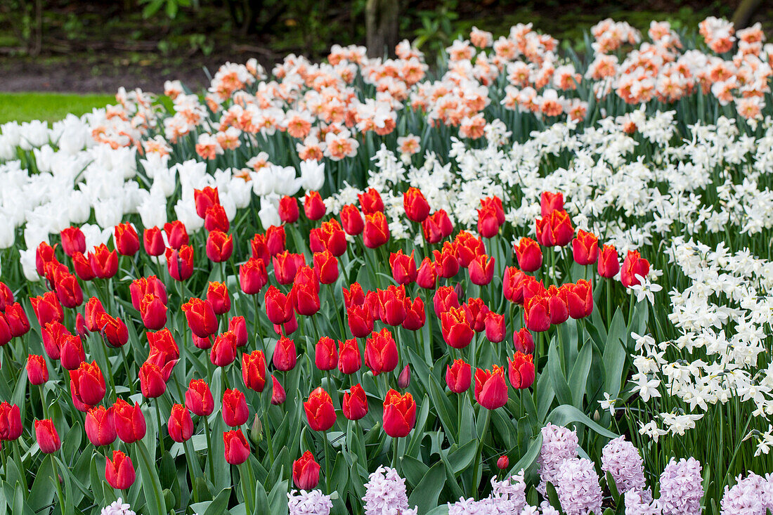 Tulipa, red