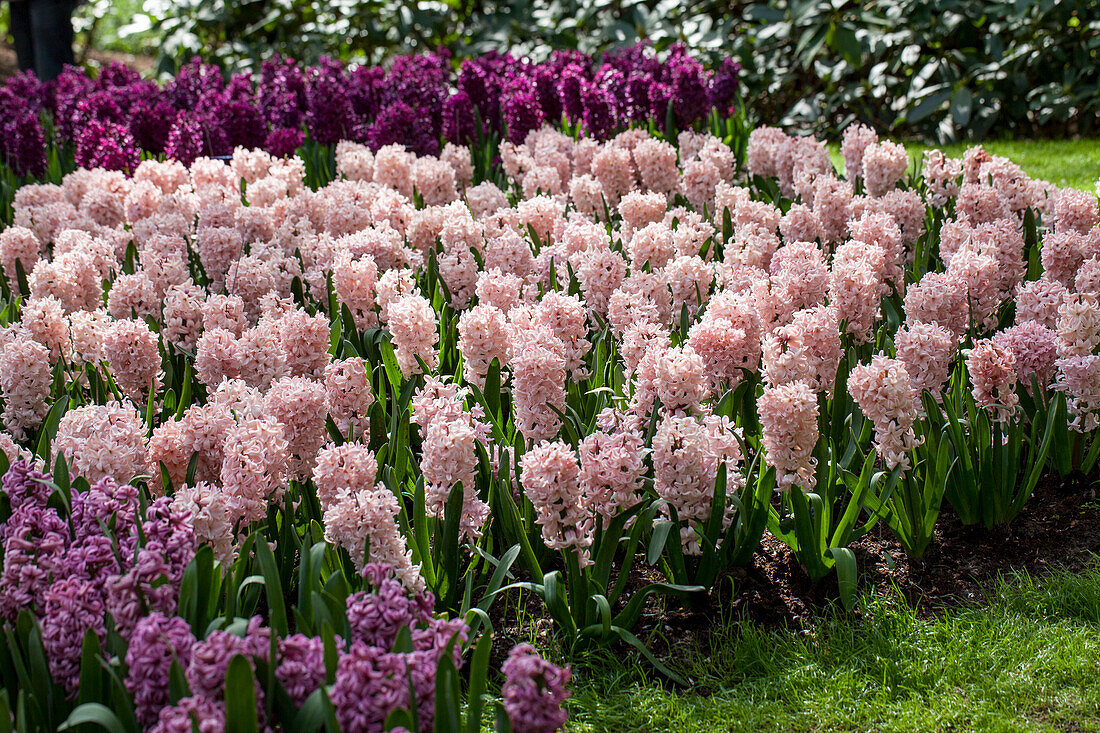 Hyacinthus orientalis pink