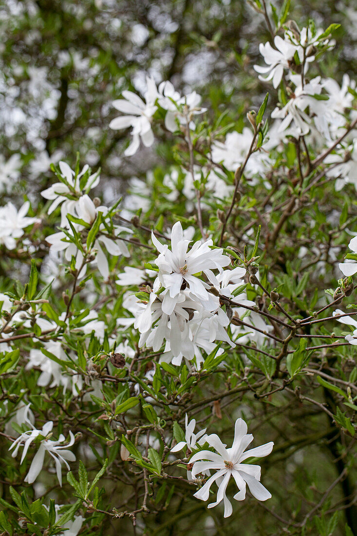 Magnolia stellata