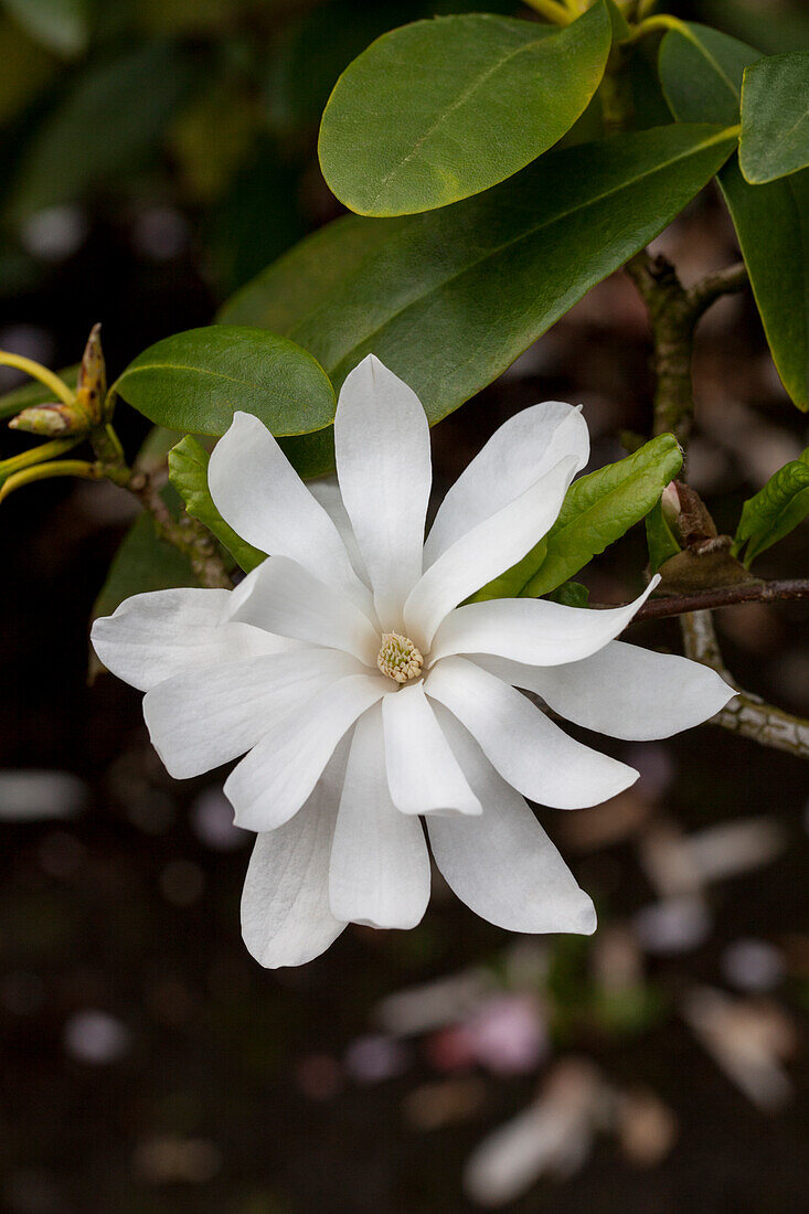 Magnolia stellata